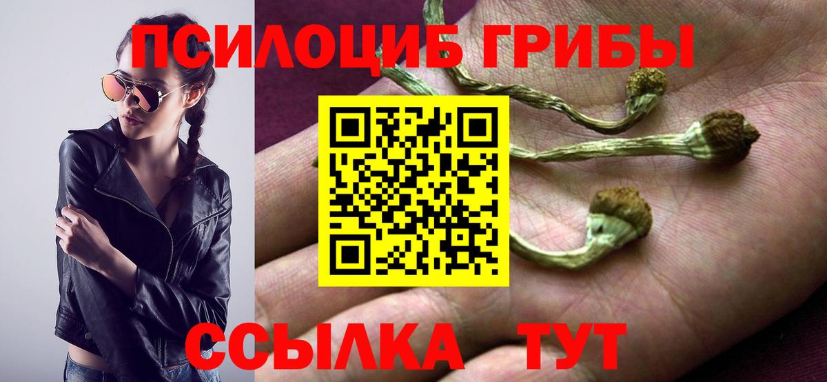 Галлюциногенные грибы Psilocybe Лабинск